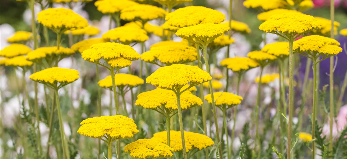 Achillea filipendulina 'Cloth Of Gold'