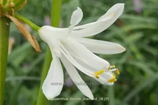 Agapanthus africanus 'Double Diamond'
