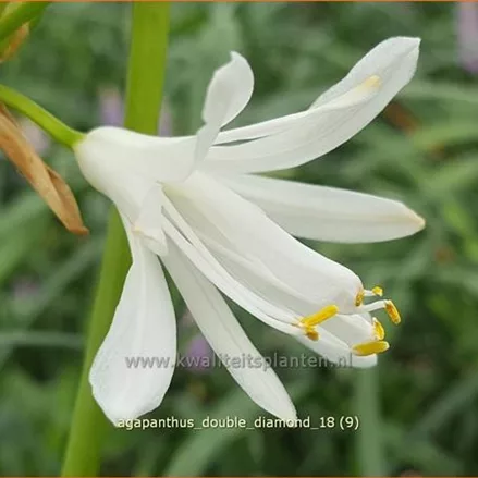 Agapanthus africanus 'Double Diamond'