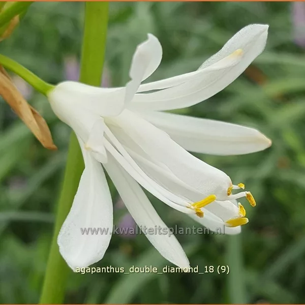 Agapanthus africanus 'Double Diamond'
