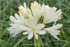 Agapanthus africanus 'Double Diamond'