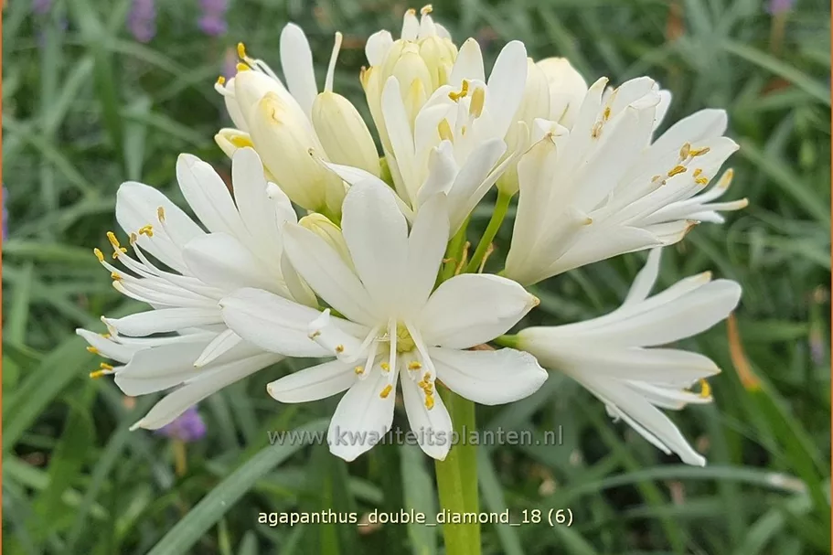 Agapanthus africanus 'Double Diamond'