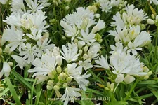 Agapanthus africanus 'Double Diamond'