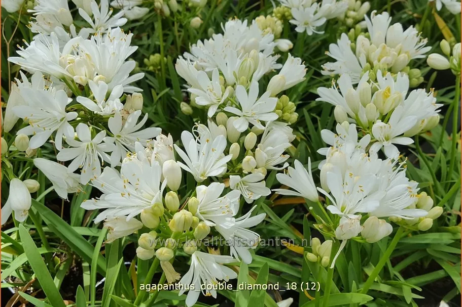 Agapanthus africanus 'Double Diamond'
