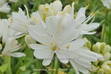 Agapanthus africanus 'Double Diamond'