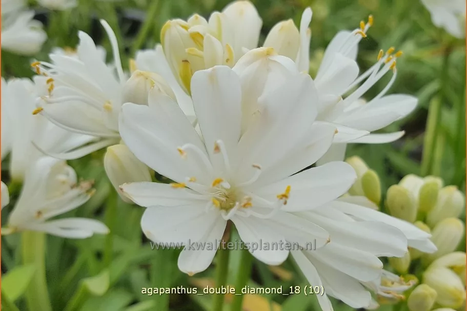 Agapanthus africanus 'Double Diamond'