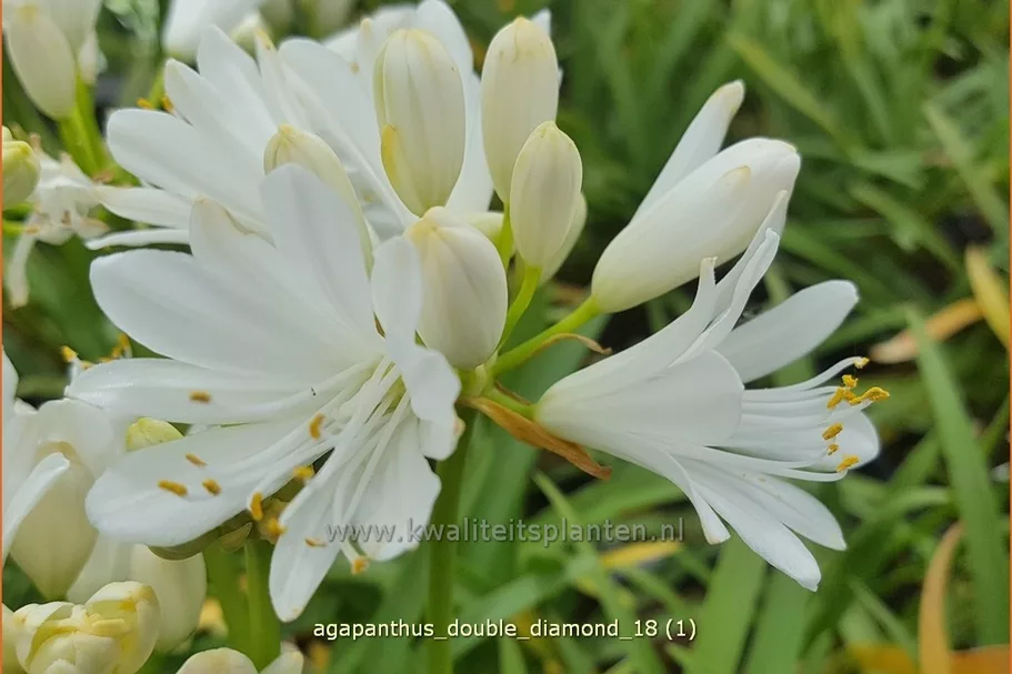 Agapanthus africanus 'Double Diamond'