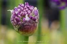 Allium aflatunense 'Purple Sensation'