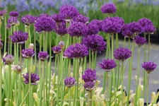 Allium aflatunense 'Purple Sensation'