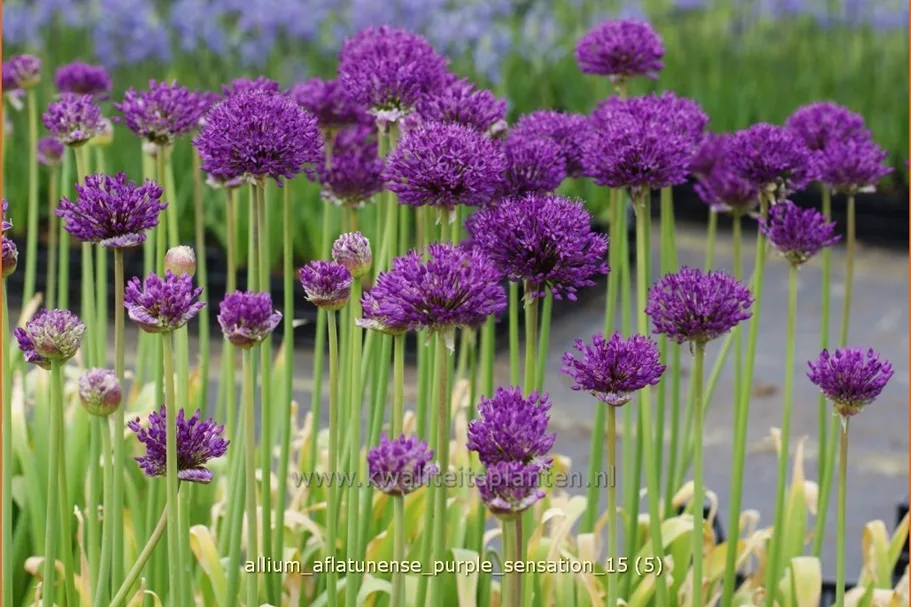 Allium aflatunense 'Purple Sensation'