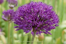 Allium aflatunense 'Purple Sensation'