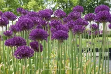 Allium aflatunense 'Purple Sensation'