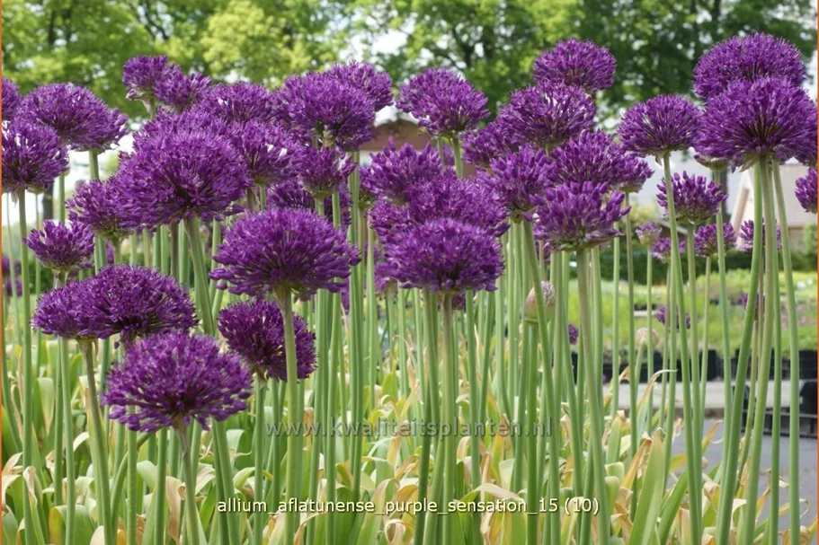 Allium aflatunense 'Purple Sensation'
