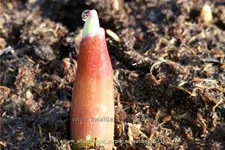 Allium aflatunense 'Purple Sensation'