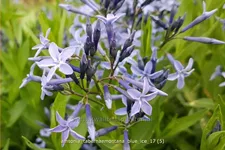 Amsonia tabernaemontana 'Blue Ice'