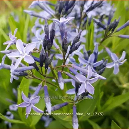 Amsonia tabernaemontana 'Blue Ice'