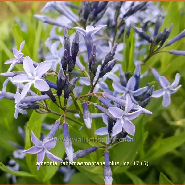 Amsonia tabernaemontana 'Blue Ice'