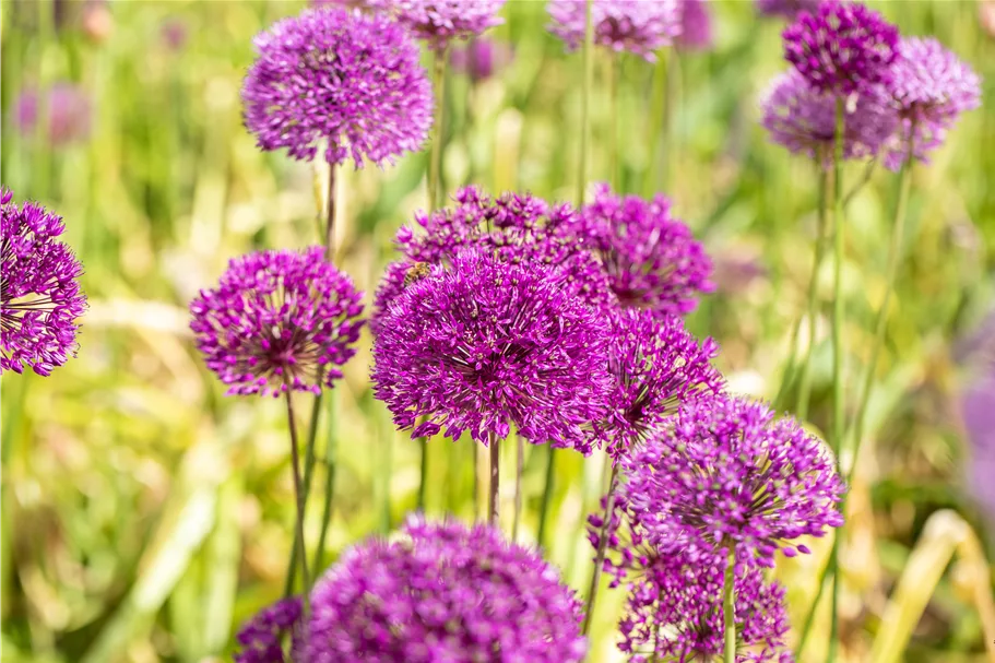 Allium aflatunense 'Purple Sensation'