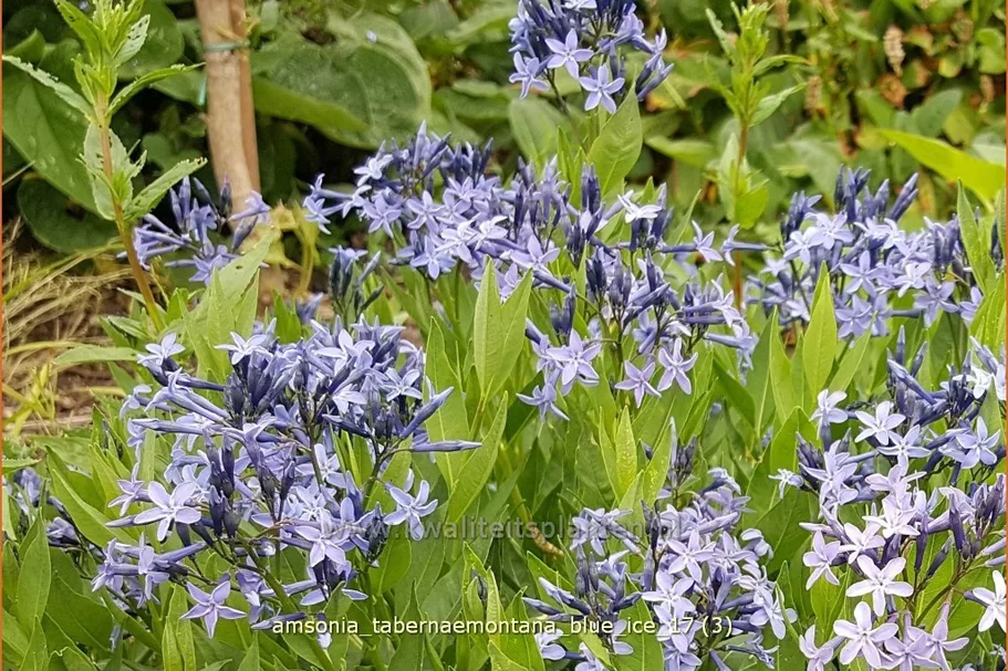 Amsonia tabernaemontana 'Blue Ice'