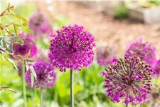 Allium aflatunense 'Purple Sensation'