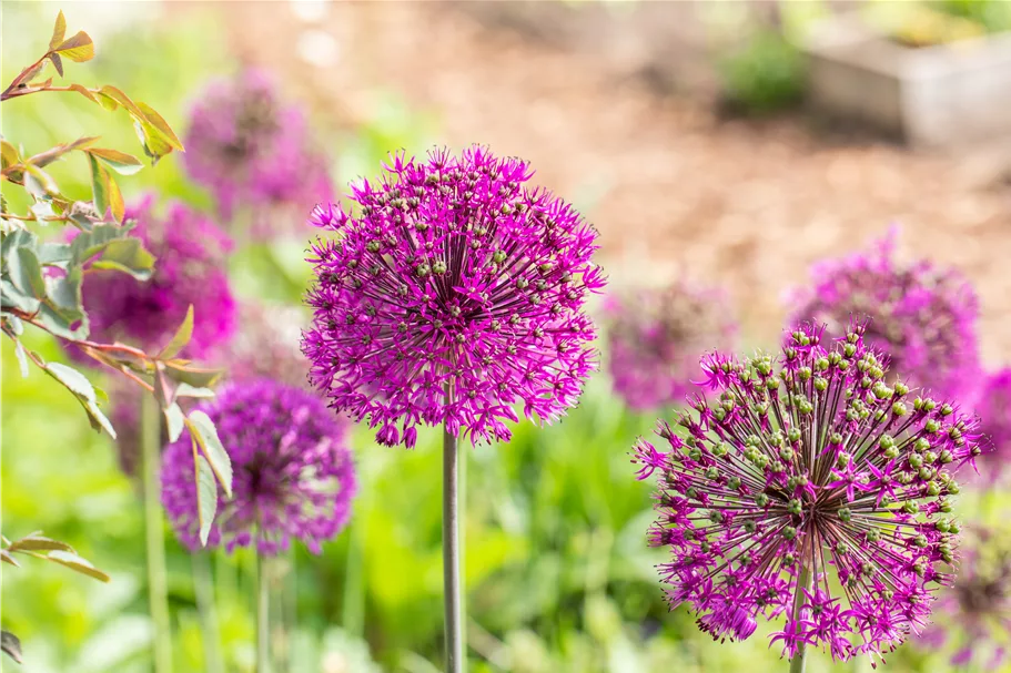 Allium aflatunense 'Purple Sensation'