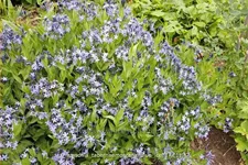 Amsonia tabernaemontana 'Blue Ice'