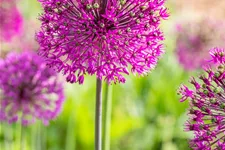 Allium aflatunense 'Purple Sensation'