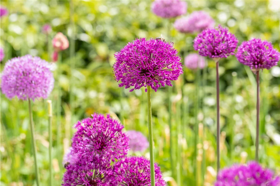 Allium aflatunense 'Purple Sensation'