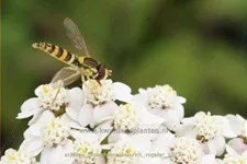 Achillea filipendulina 'Heinrich Vogeler'