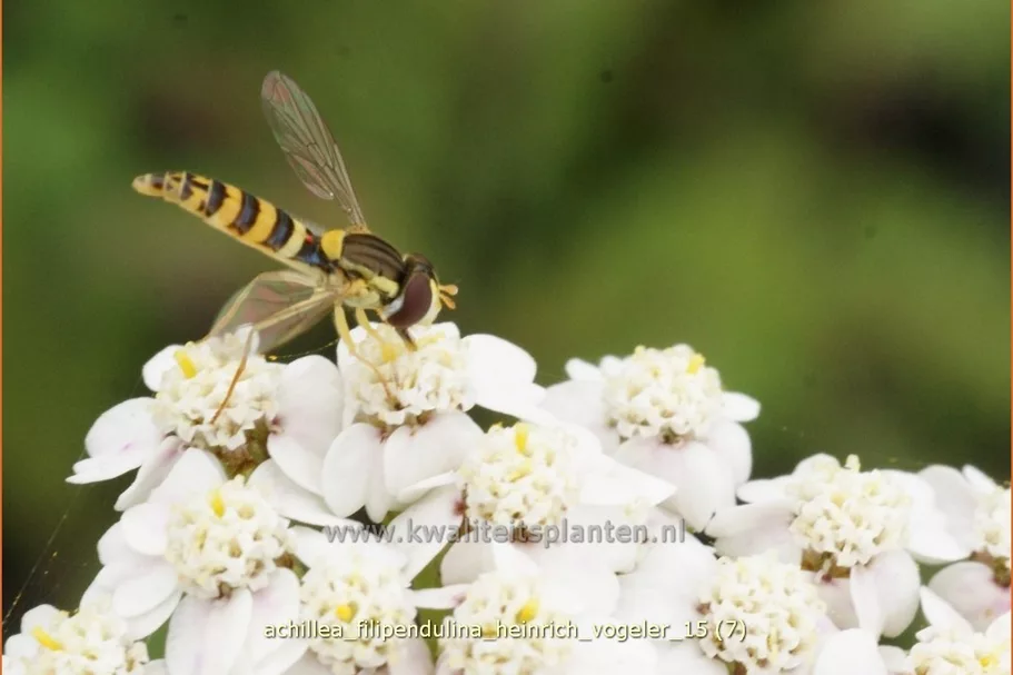 Achillea filipendulina 'Heinrich Vogeler'