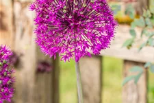 Allium aflatunense 'Purple Sensation'