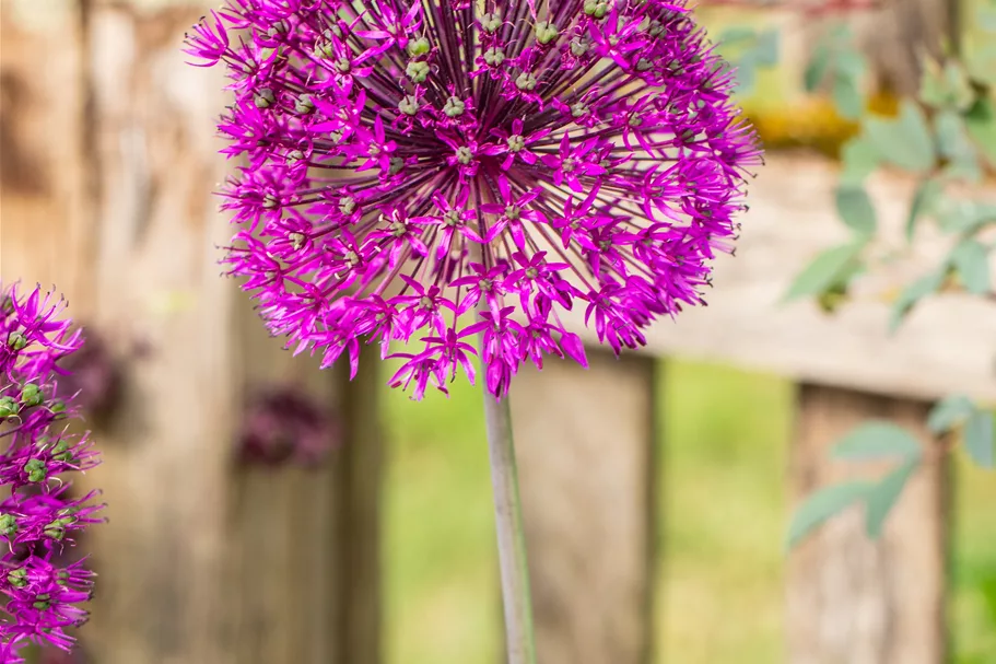 Allium aflatunense 'Purple Sensation'