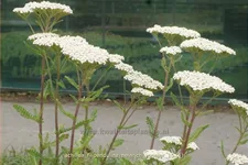 Achillea filipendulina 'Heinrich Vogeler'