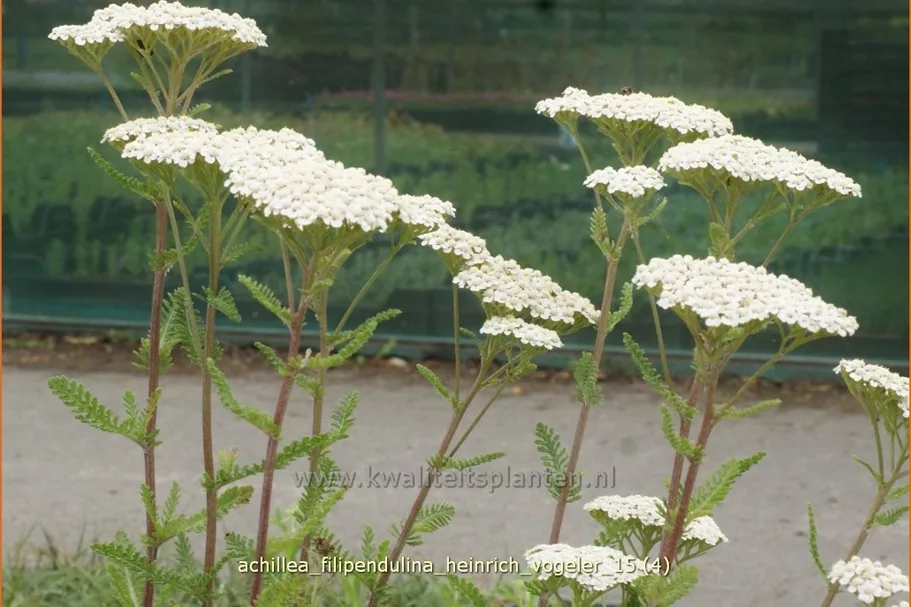 Achillea filipendulina 'Heinrich Vogeler'