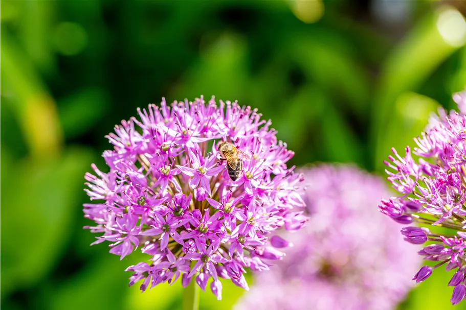 Allium aflatunense 'Purple Sensation'