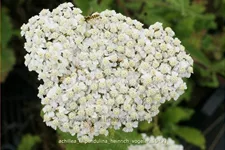 Achillea filipendulina 'Heinrich Vogeler'