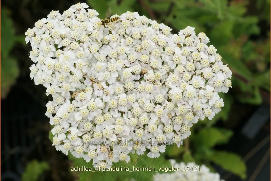 Achillea filipendulina 'Heinrich Vogeler'