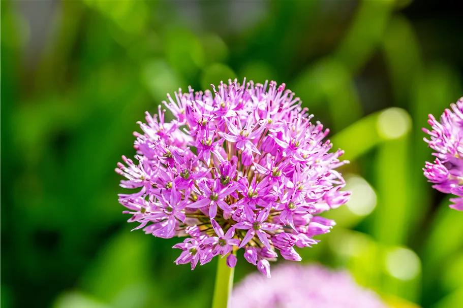 Allium aflatunense 'Purple Sensation'