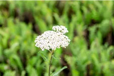 Achillea filipendulina 'Heinrich Vogeler'