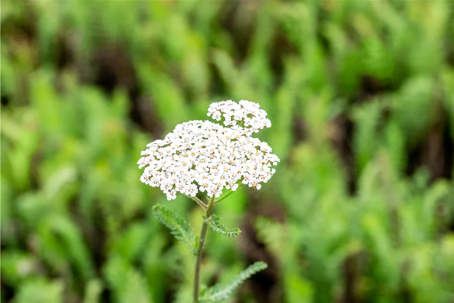 Achillea filipendulina 'Heinrich Vogeler'
