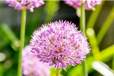 Allium aflatunense 'Purple Sensation'
