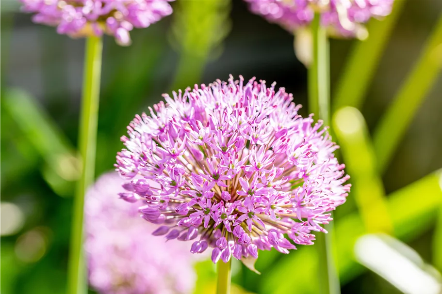 Allium aflatunense 'Purple Sensation'