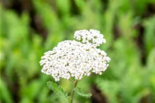 Achillea filipendulina 'Heinrich Vogeler'