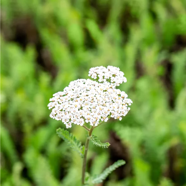 Achillea filipendulina 'Heinrich Vogeler'