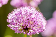 Allium aflatunense 'Purple Sensation'