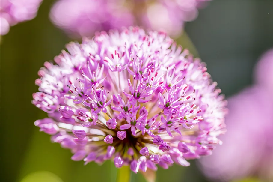 Allium aflatunense 'Purple Sensation'