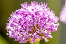 Allium aflatunense 'Purple Sensation'