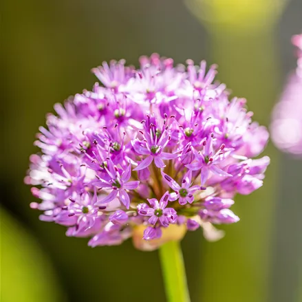 Allium aflatunense 'Purple Sensation'