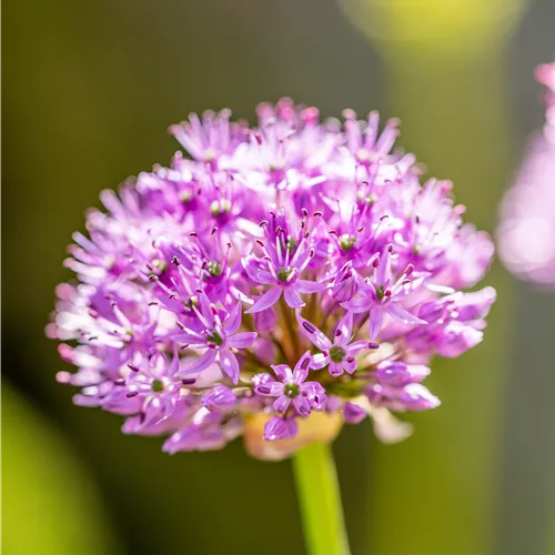 Allium aflatunense 'Purple Sensation'