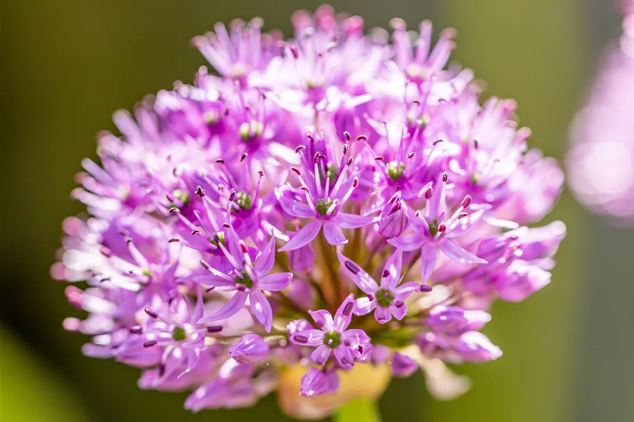 Allium aflatunense 'Purple Sensation'